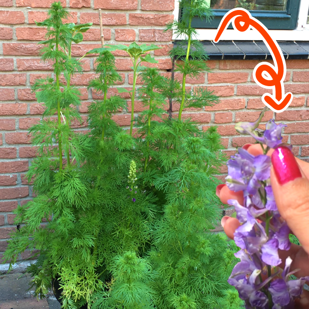 Krijg ik dit jaar WEL mooie grote bloemtrossen?