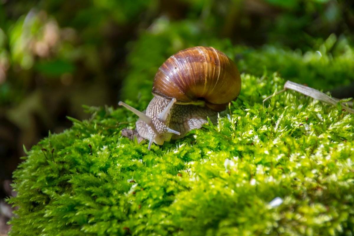 Fact 79: A snail can sleep for three years at a time. 

#TGfacts #teengoinggreen
