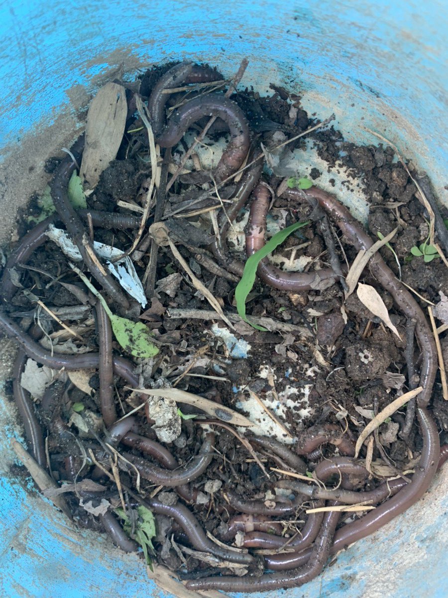 ルンバ社長 ドバミミズ販売中 Runbaceo Office Twitter