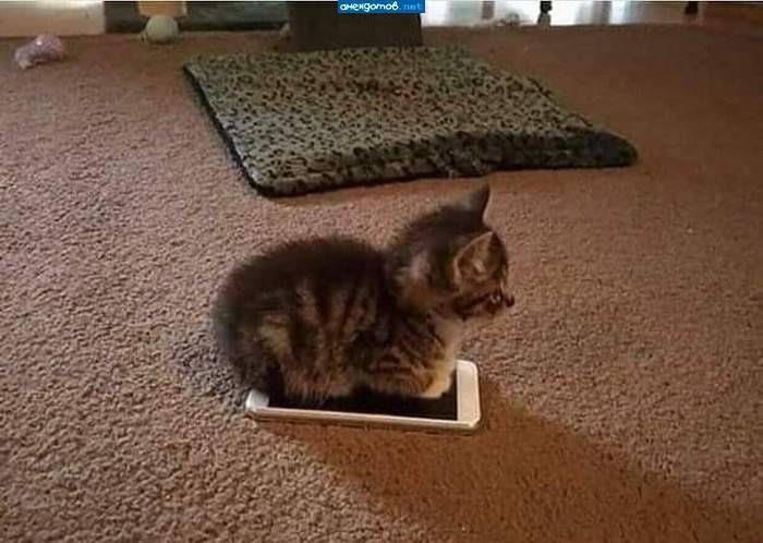 narel tweet media