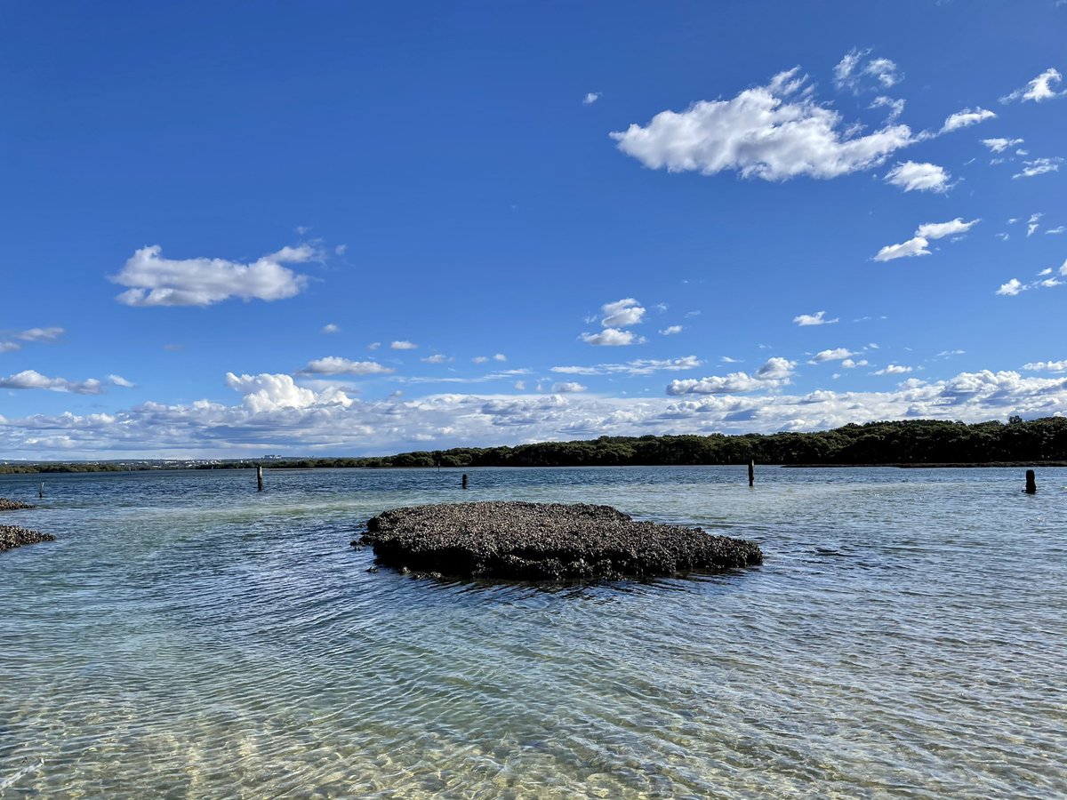 Paco_mttzb's tweet photo. Today we had our 2nd day of site surveying for TNC’s #ReefBuilder project in Botany Bay & Georges River estuary. Of course I couldn’t help but pay a cheeky visit to the most gorgeous remnant #oysterreefs in the planet 🤩. Some pictures for your delight 👇🏼 #GenerationRestoration https://t.co/8gacATqJmb