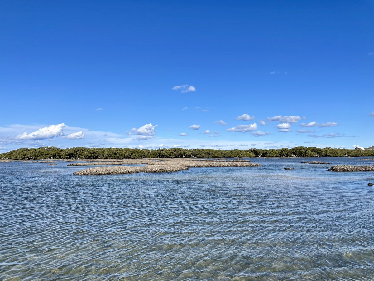 Paco_mttzb's tweet photo. Today we had our 2nd day of site surveying for TNC’s #ReefBuilder project in Botany Bay & Georges River estuary. Of course I couldn’t help but pay a cheeky visit to the most gorgeous remnant #oysterreefs in the planet 🤩. Some pictures for your delight 👇🏼 #GenerationRestoration https://t.co/8gacATqJmb
