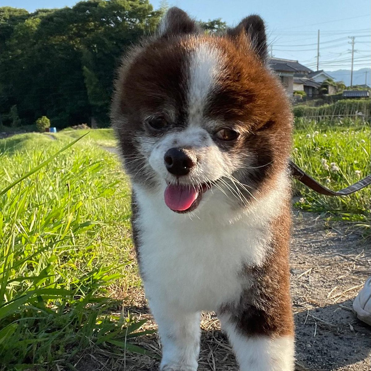 DogHeartonline's tweet photo. 夕方のお散歩🐶🐶
快晴で気持ち良かったです🤗

コロとチャコの写真と散歩姿の後ろ姿👌
今日はカメラマンさんも一緒に散歩に行ったので色々と撮ってくれました🤗

#散歩 #田舎暮らし #田舎暮らしを楽し�� #黒ポメ #ミックス犬 #ミックス犬同好会 #mix犬 #ポメラニアン #ポメとチワワ https://t.co/Pu8LLKn94F