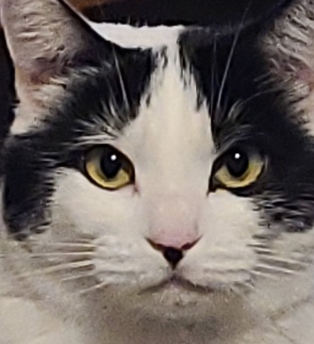 fentonpompey's tweet photo. #Hitlercat https://t.co/gQf3YNzRk5
