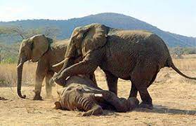 Khushi_animals's tweet photo. Through this course I learnt about the various cognitive capabilities of different animals!
I found the fact that some animals have the capacity to mourn over the dead very interesting!
#WhatIlearnedin39c https://t.co/5vI9G4PWAY