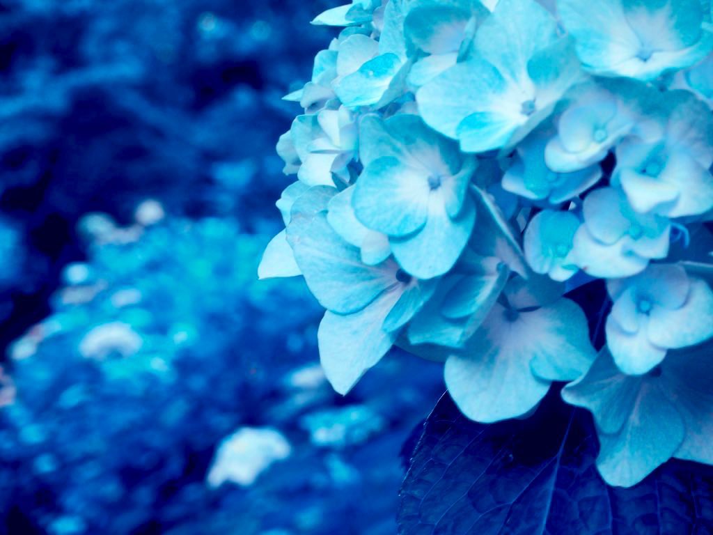 るなぶる 彡 Rt Soubi Rose つめたい時の中で 花は凍る こおる T Co Lr1ujfo1zf Twitter