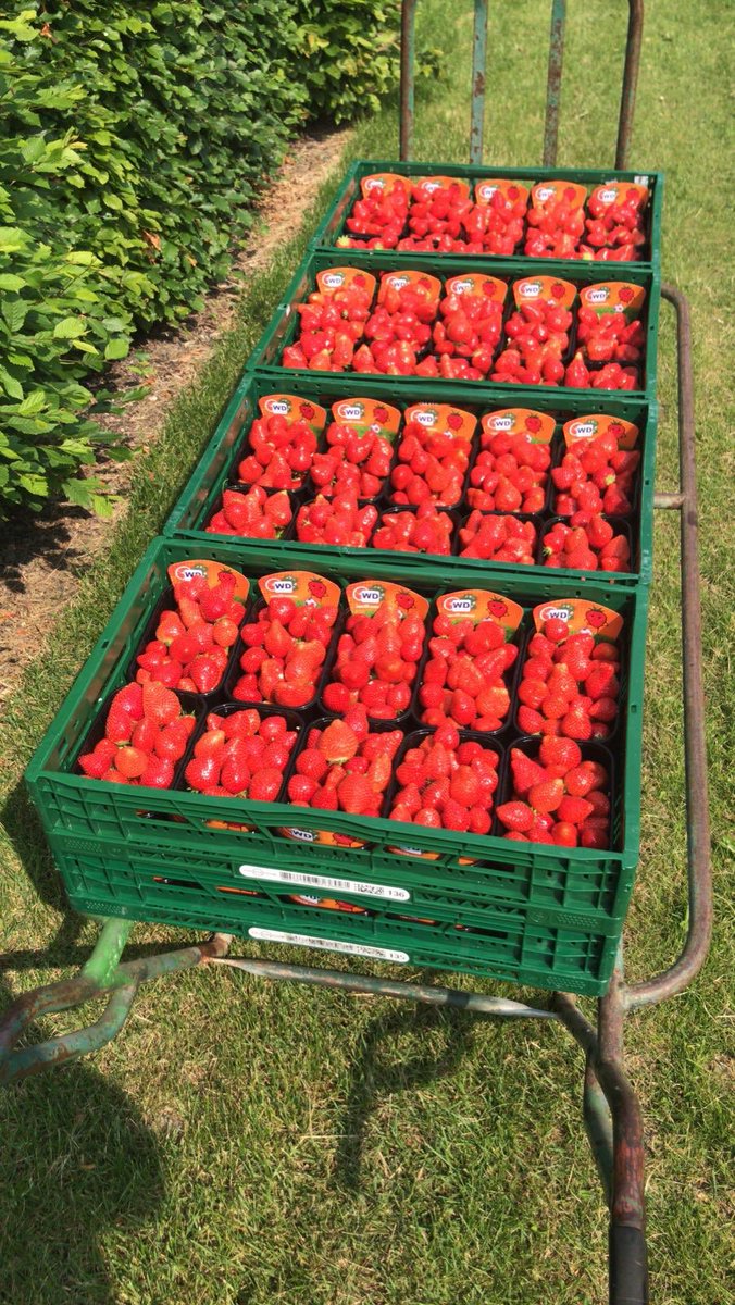 #EK #aardbeien. Wij zijn er klaar voor en verser dan vers: E.K. aardbeien van #WillemDijkAGF. Nu nog op het land maar vanavond in onze koelcel en eigenlijk te lekker om morgen in jou winkel te verkopen😉.