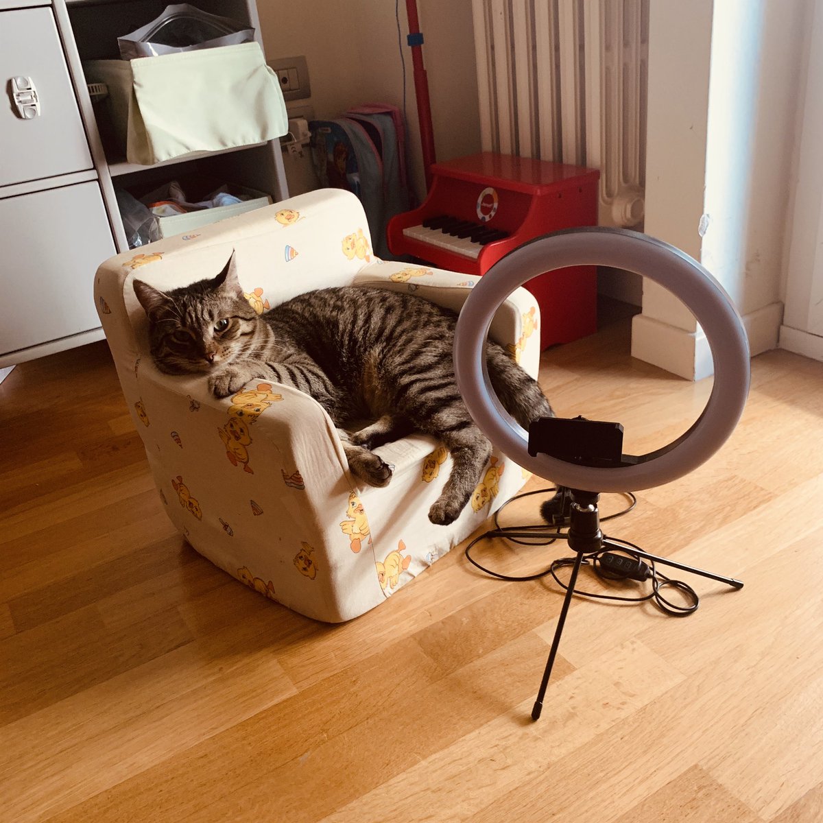 sally_speaks's tweet photo. When you get a break from a day of self tapes...

 #selftape #actor #director #candidcat #lounging https://t.co/I60BJb3AKY