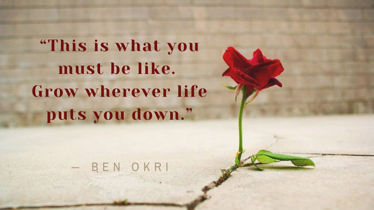 🐯 Tommy Crawford 🐺 tweet media