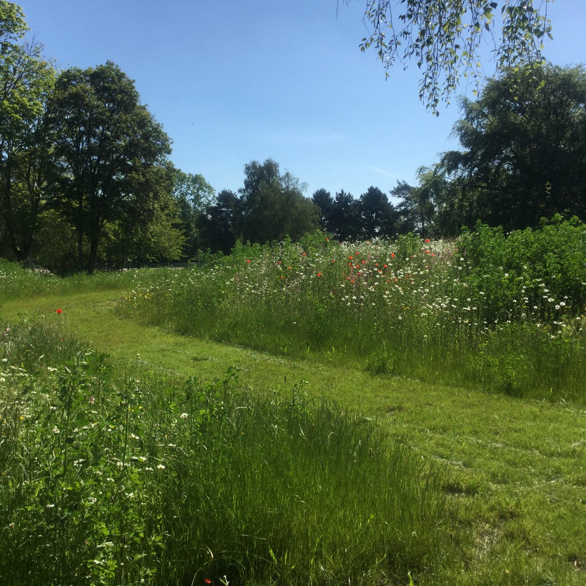 The High Weald Academy tweet media