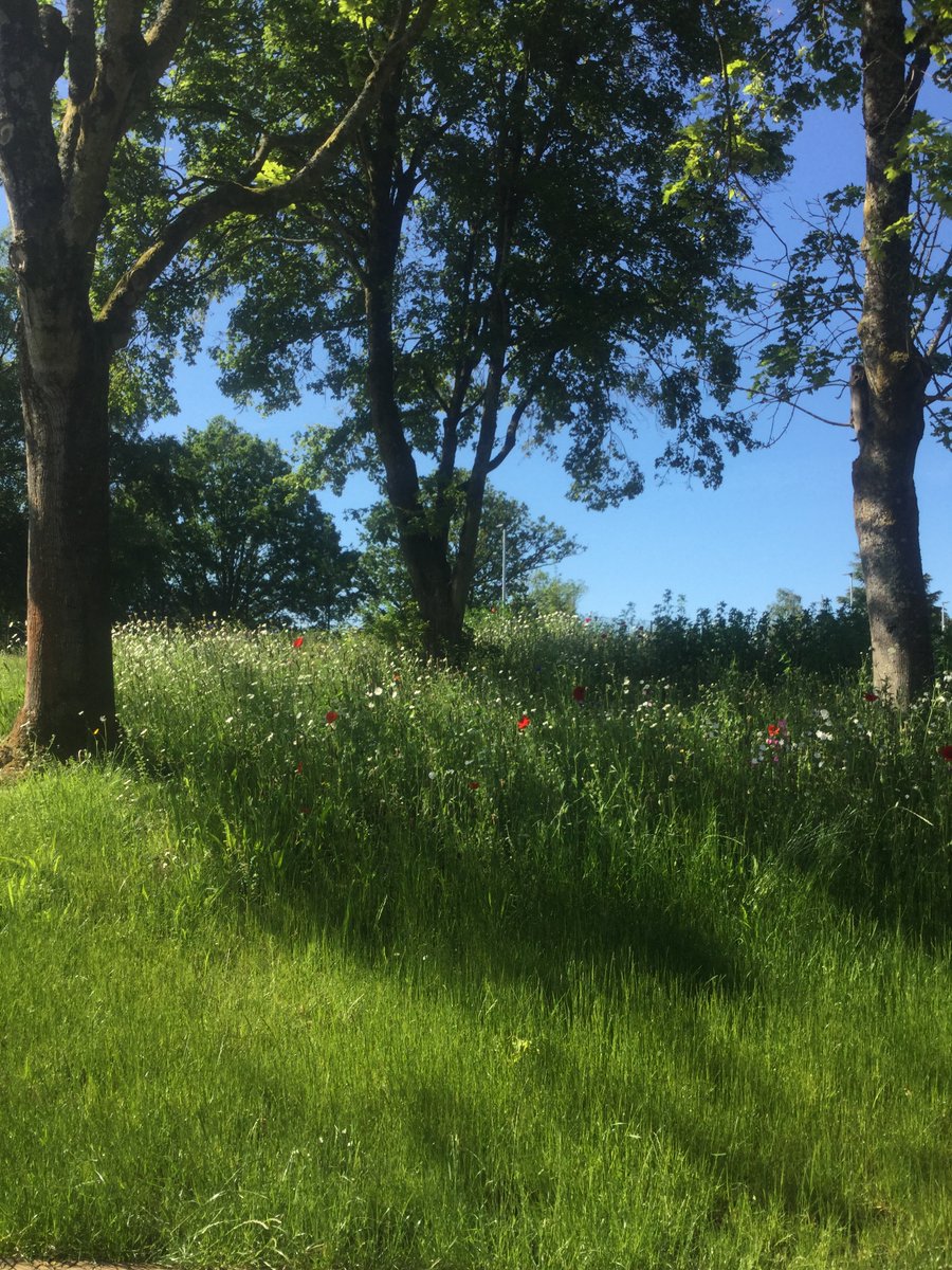 The High Weald Academy tweet media