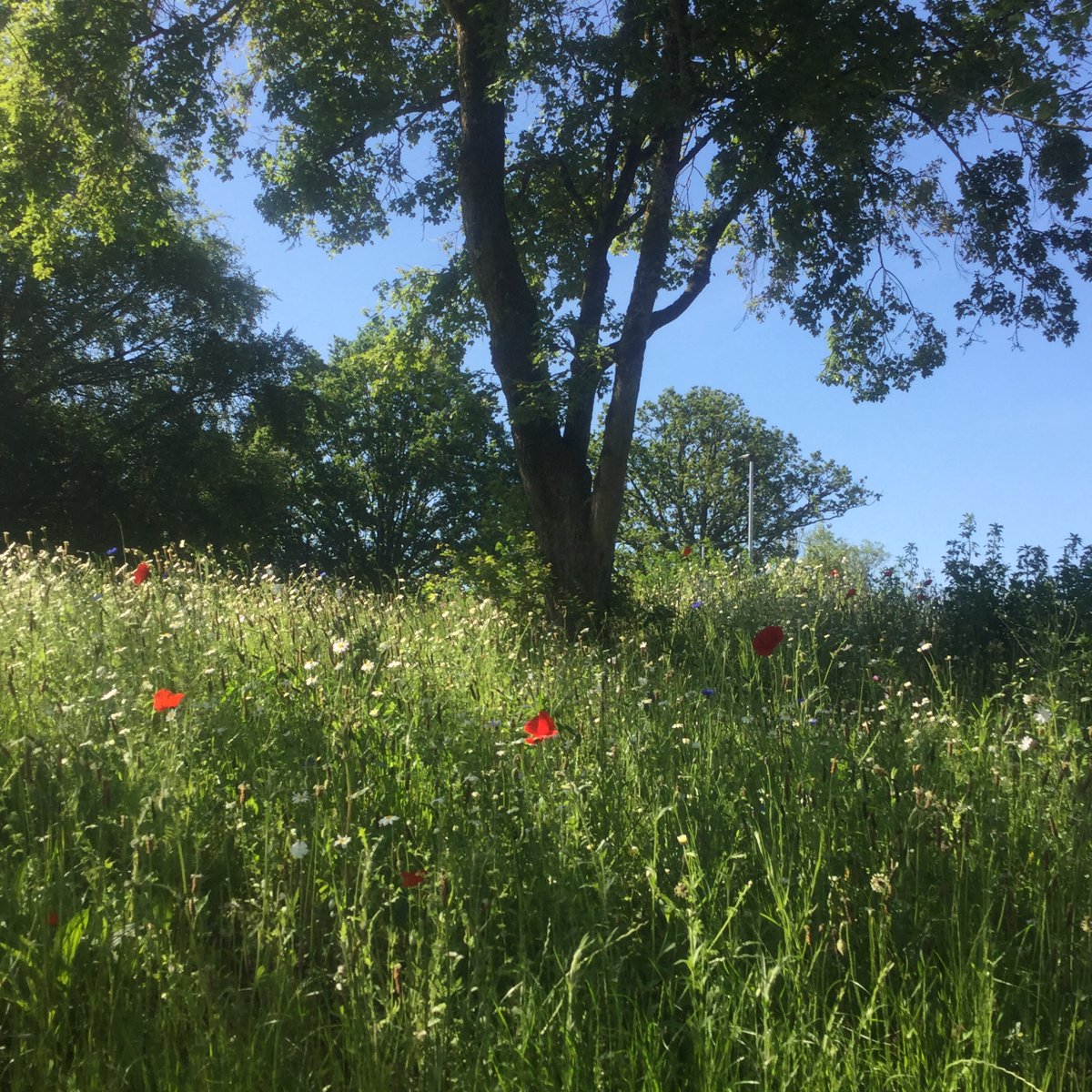 The High Weald Academy tweet media