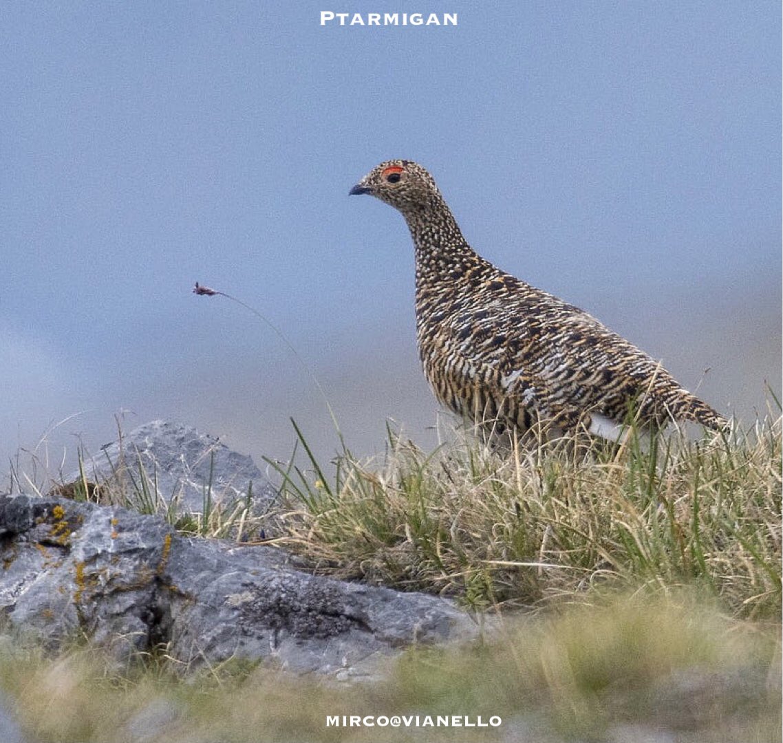 quanuaua's tweet photo. #livignoènatura #nonsolonegozi #pernicebianca una #femmina in #giugno periodo di #accoppiamento, per l’occasione la sua #livrea è sgargiante.
#ptarmigan #birds #alpinebird #faunalivigno #birdwatching #mountain 
voi, le avete mai viste durante le vostre escursioni in montagna? https://t.co/2YJSmfqA0C