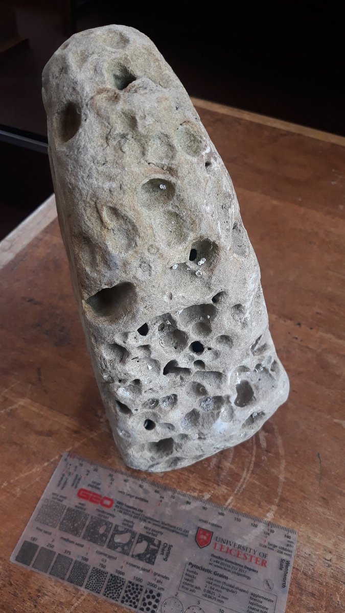 SedberghGeology's tweet photo. A limestone rock from a beach in 🏴󠁧󠁢󠁳󠁣󠁴󠁿. The holes were bored by a bivalve mollusc (Pholas dactylus aka common piddock - entombed) that attaches itself with a sucker-like foot &amp; twists its shell to drill, making a safe rocky home.
#geology
#WeatheringWednesday https://t.co/zBUHRn6O4N