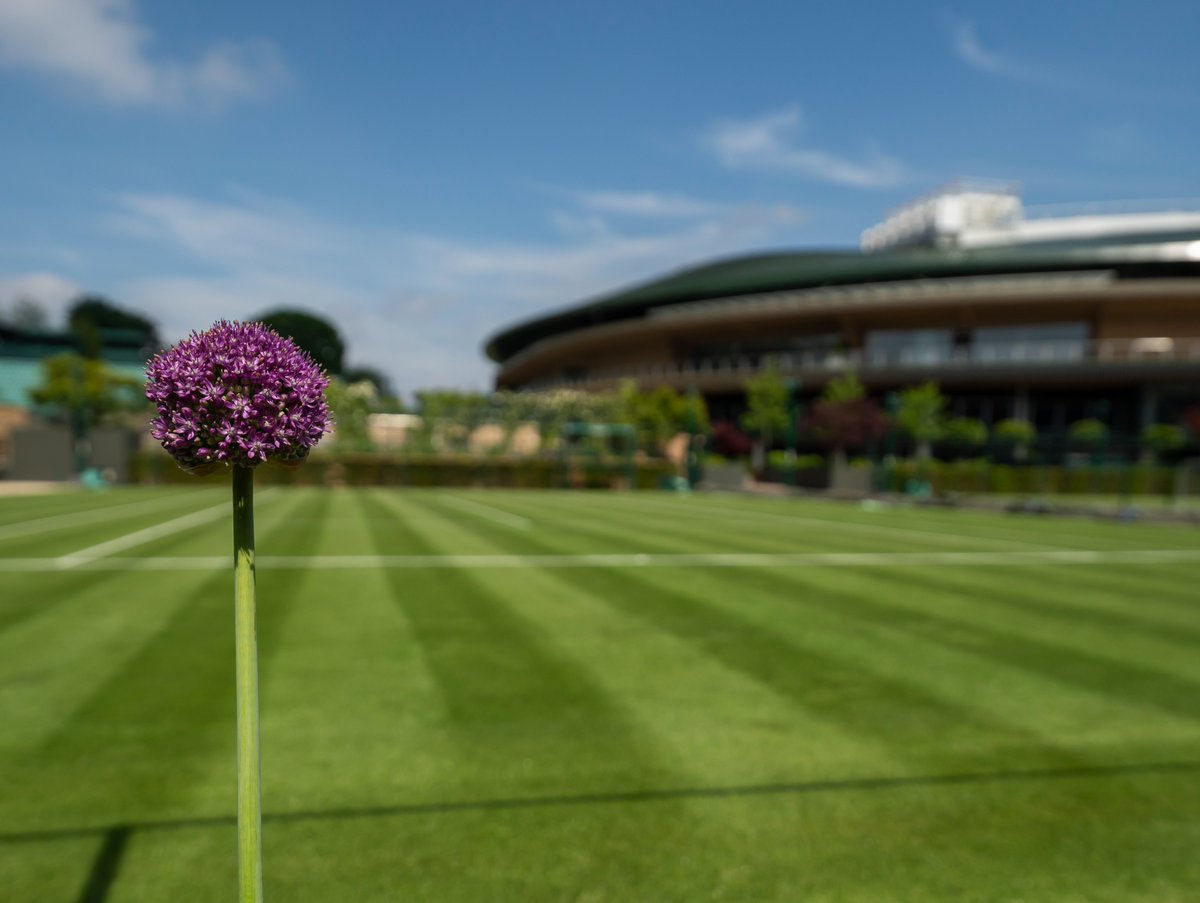 Wimbledon's tweet photo. Sun drenched ☀️

#Wimbledon https://t.co/mh4bsMO9gW