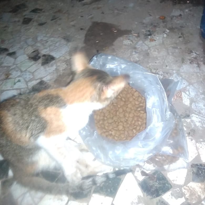 streetanimalsin's tweet photo. Feeding Day 358 : Date 08.06.2021
.
Showering your love
stay connected with humanity
.
#StreetAnimals #StreetAnimalsIndia #pawsandclawsofficial #pacofficialindia #forfutureindia #forfutureindiateam #foodfeeding #animallover #betterlivesfordogs #betterlivesfordogsindia https://t.co/ApUNX7ElVe