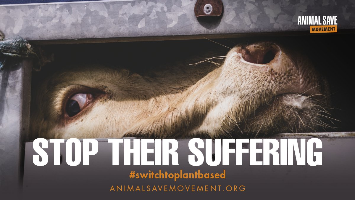 AnimalSaveCA's tweet photo. Millions of farmed animals endure extreme suffering - transported long distances in all weather extremes
@EU_Commission @EU_Health @EUAgri @alonschuster_mk @SKyriakidesEU @SandraGallina
It's time to #BanLiveExports https://t.co/cPmwtfXLLV