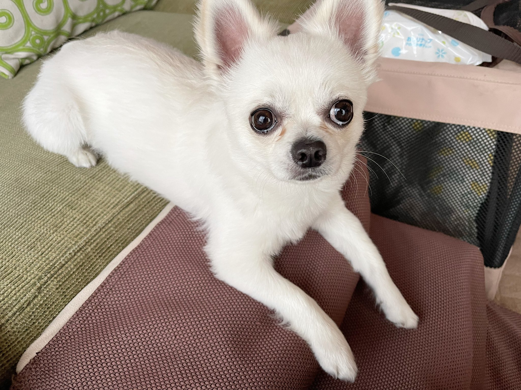 反省犬 Twitter Search Twitter