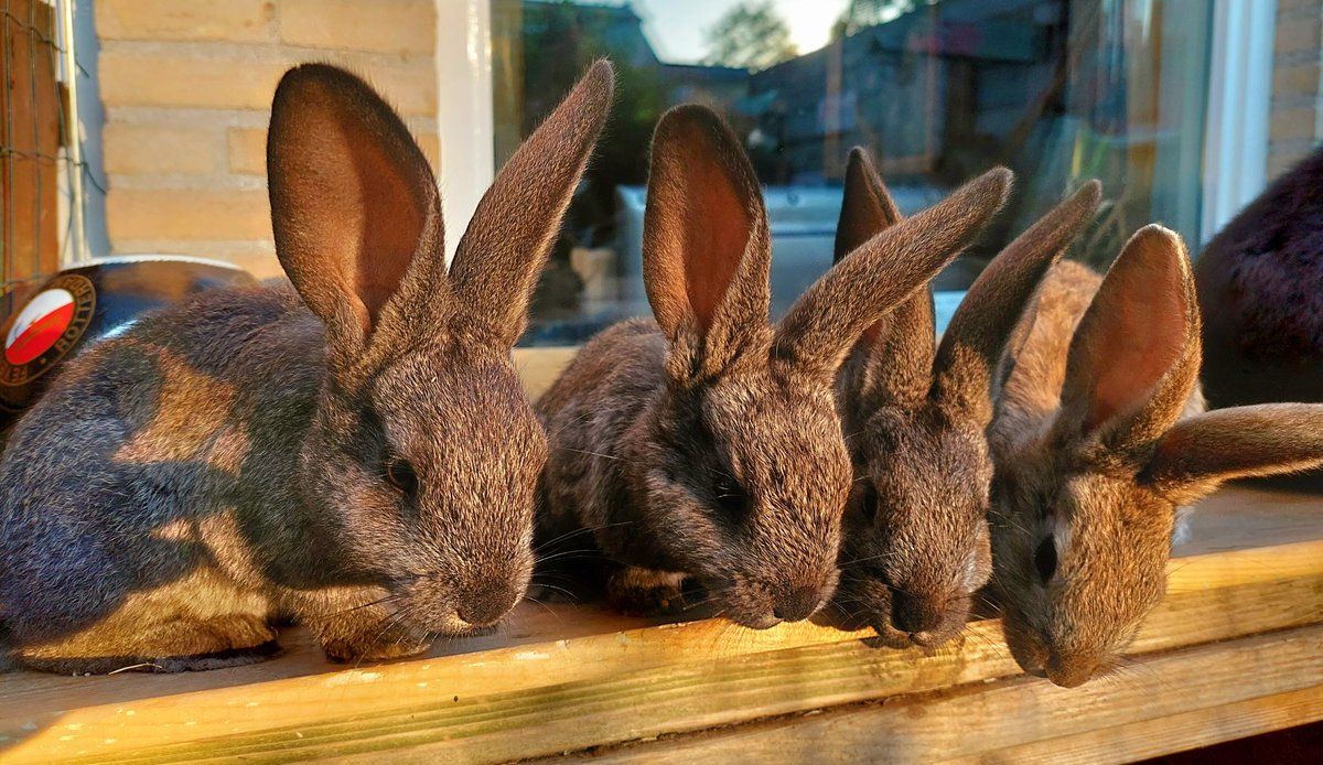 💖💖💖 er heeft iemand afgezegd voor 2 konijntjes 🙈🙈🙈 mocht je  zelf 2 lieve, tamme, gezonde konijntjes willen of misschien weet je iemand die graag konijntjes wilt🐰🐇ik hoor het heel erg graag. #konijn 💖💖💖