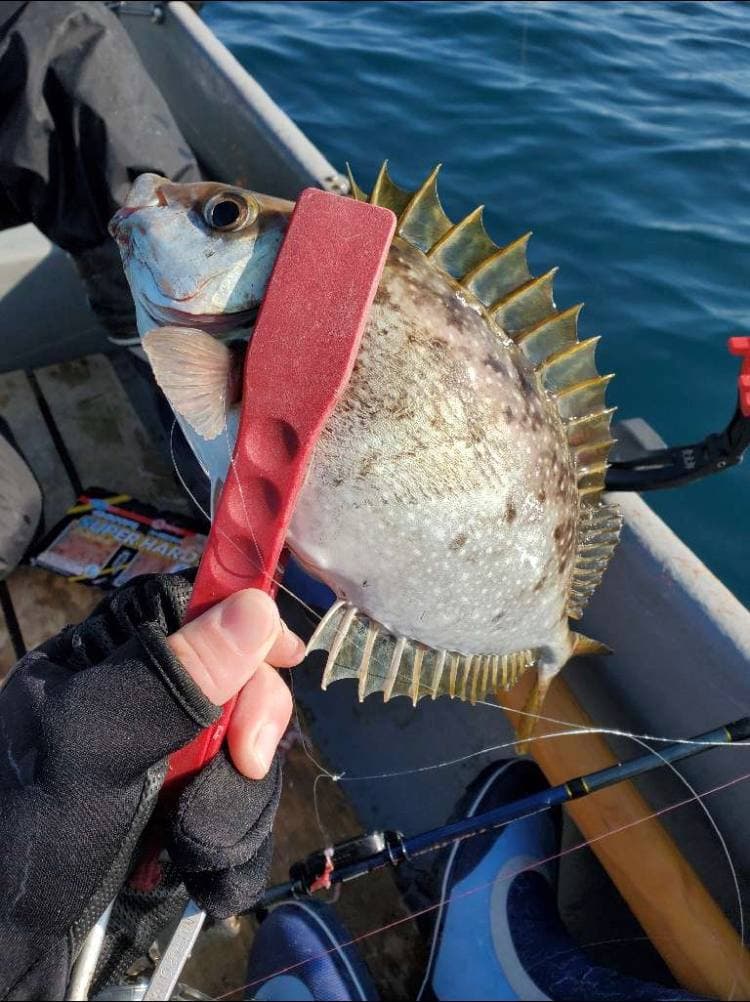 CyberfishingRu's tweet photo. 🐡 Вот такого красавца поймал наш пользователь из Японии! И как органично смотрится смарт-сенсор на удочке 😀

#cyberfishing #smartsensor #cybercatch #fishing #рыбалка #japan #япония https://t.co/CXvvSzcFAm