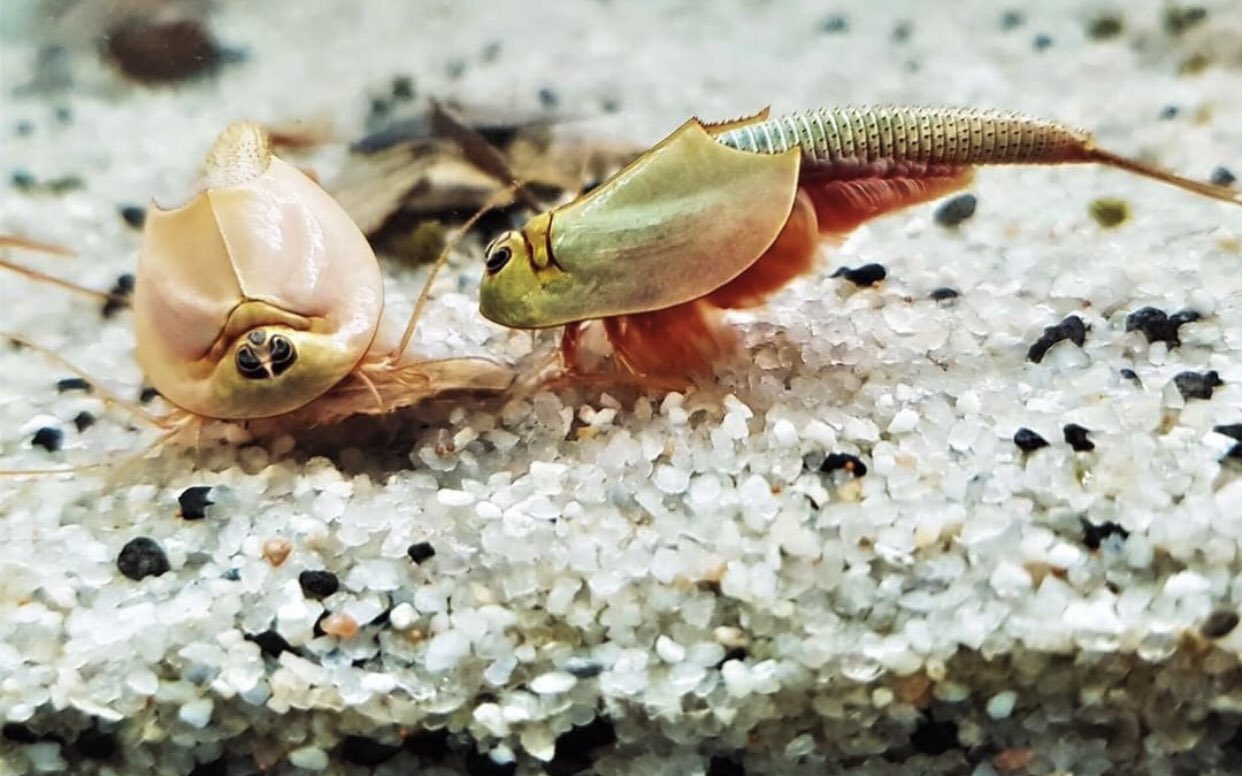 Triops King Triopskingde Twitter