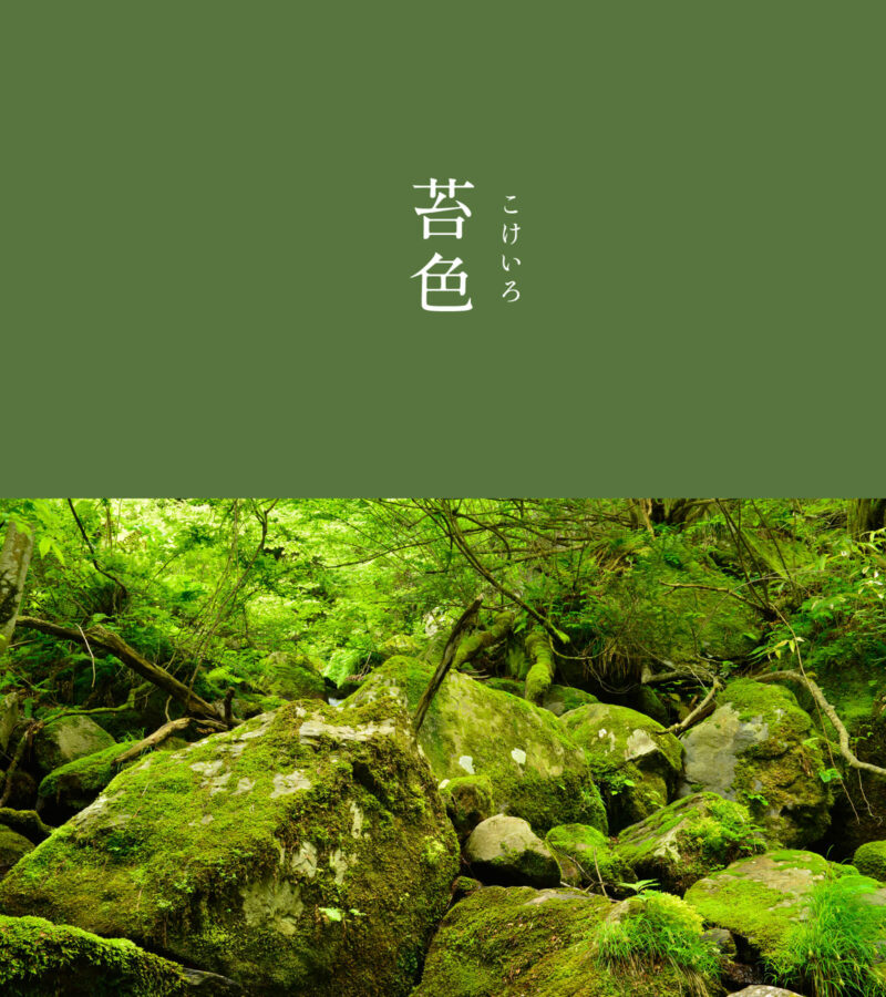 苔色（こけいろ）｜#にっぽんのいろ 昔から日本人が愛してきた苔のよう