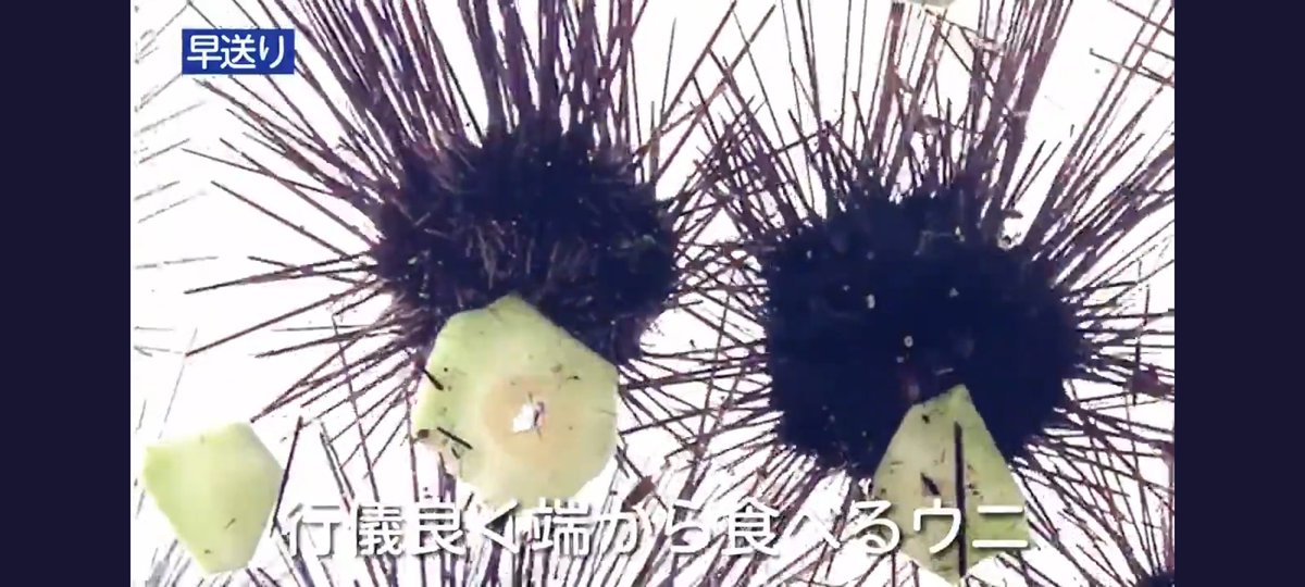 ウニに廃棄されるブロッコリーを食べさせる取り組み ウニッコリー が面白い Togetter ウニに廃棄されるブロッコリーを食べさせる取り組み ウニッコリー が面白い Togetter