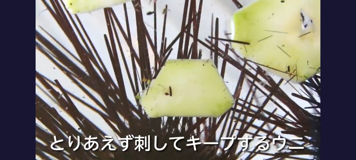 ウニに廃棄されるブロッコリーを食べさせる取り組み ウニッコリー が面白い Togetter ウニに廃棄されるブロッコリーを食べさせる取り組み ウニッコリー が面白い Togetter