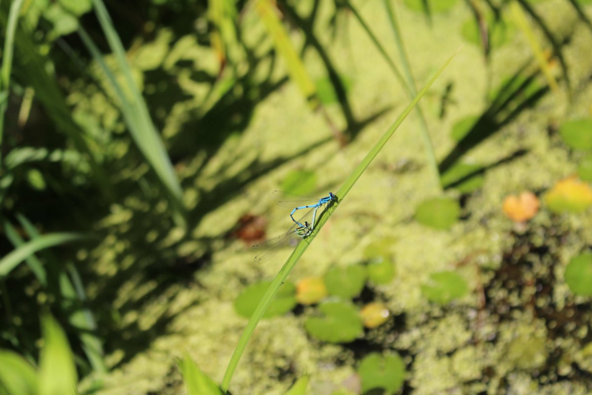 Outstanding shots by Jake as Year 7 pupils spent yesterday afternoon planting their pumpkins and took the time to feed, handle and give our adorable chickens a health inspection. It's great to see so much growth and activity taking place at the allotment each week! 📸