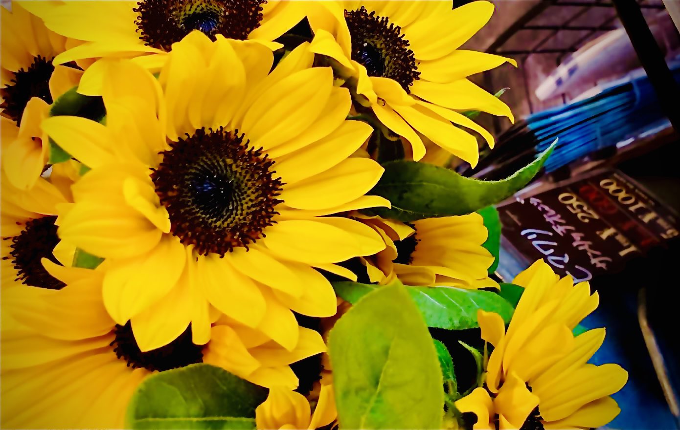 シーズンハーツ Seasonhearts Twitter