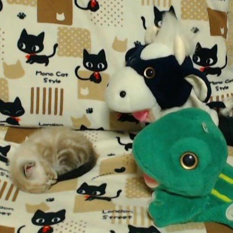 パペットマペットさん宅にやってきた もらい手のいなかった子猫さんとその姿を見守るうしくんカエルくんがみんな可愛くて尊い Togetter