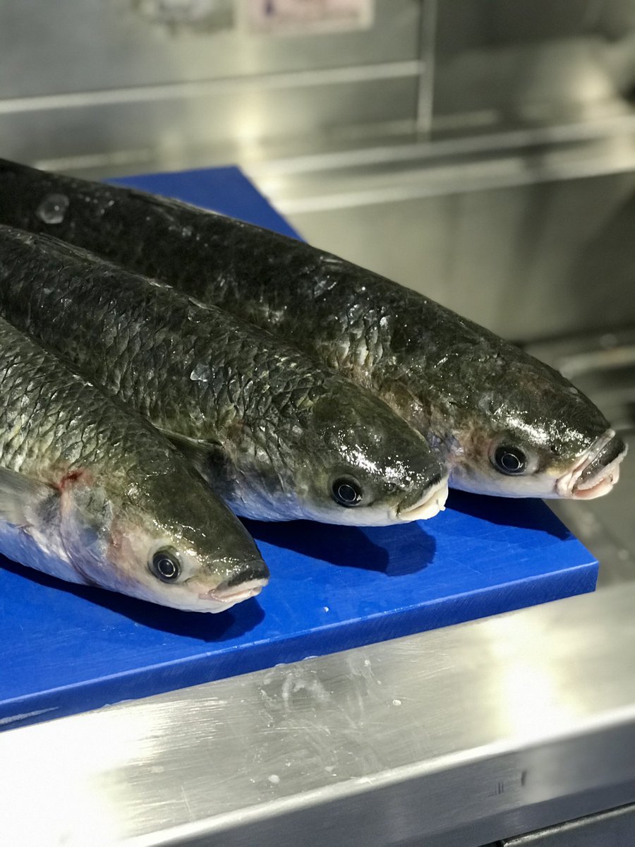 FishUnionLondon's tweet photo. Lovely grey mullet from @PassionSeafood, pick up from the shop today and lay that bad boy on your BBQ tonight #freshfish #seafood #seatoplate #BBQseason #BBQ #summer #foodie #london #sunsoutgunsout #bromley #chislehurst @VisitChis https://t.co/P7mHNt1tyZ