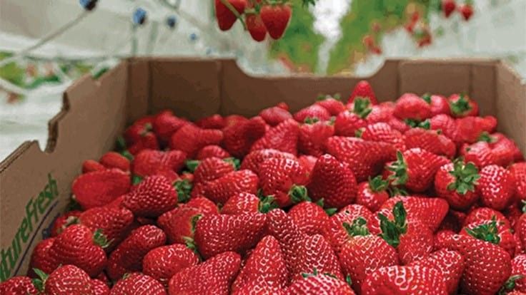 Produce Grower tweet media