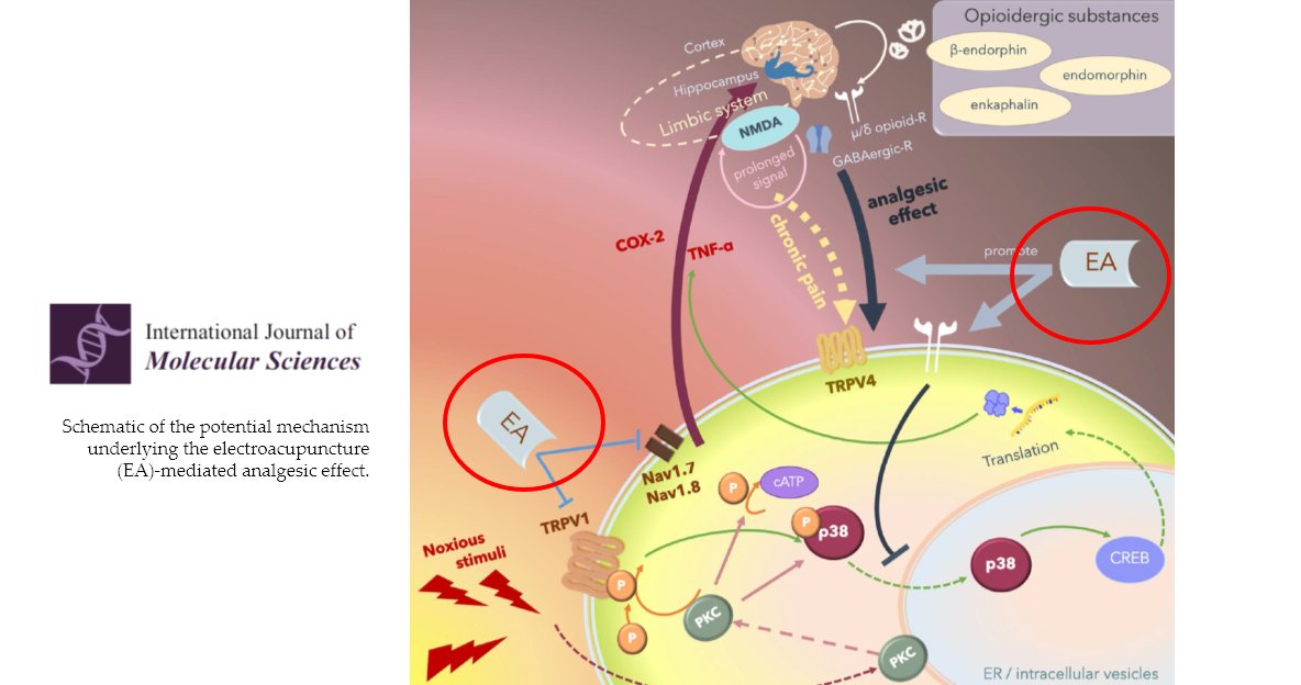 🐀Acupuncture expérimentale 🇹🇼
📰Int J Mol Sci (IF: 4.5)
Action de l’acupuncture sur le voie de signalisation p38 MAPK dans diverses maladies du système nerveux : revue des études expérimentales (239 références).

pubmed.ncbi.nlm.nih.gov/32630156/ 🔓