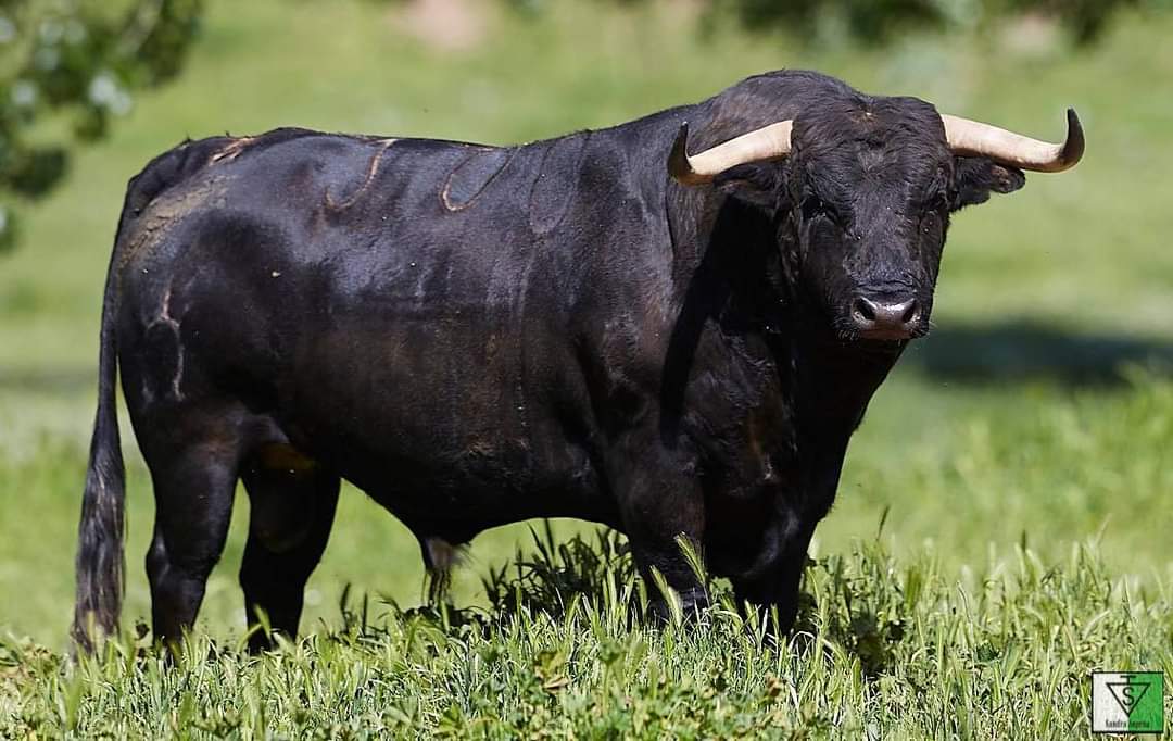 InfinitauroS's tweet photo. 🛑 Hoy vamos a conocer un poco más la ganadería del sábado: 

🐂 SANDRA SOPEÑA: 

Divisa : Blanca y Verde. 
Señal: Pendiente en ambas. 
Fincas: "El Soto", Málaga del Fresno (Guadalajara), y "Valdehombre", Taracena (Guadalajara). 

📸 @GanaderiaSandra

#VuelvenlostorosaYeles https://t.co/Dxt68zfXmI