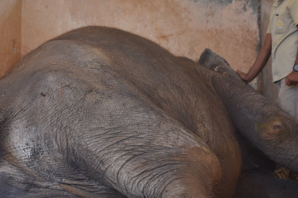upasanakonidela's tweet photo. with profound grief &amp; immense sorrow, the Nehru Zoological Park announces the passing away of the iconic female Asiatic Elephant; Rani (83 years). I’m humbled to be given the opportunity to play a small role in her life. It was an instant connection to be cherished forever. 🙏 https://t.co/CMSaXS0MXh