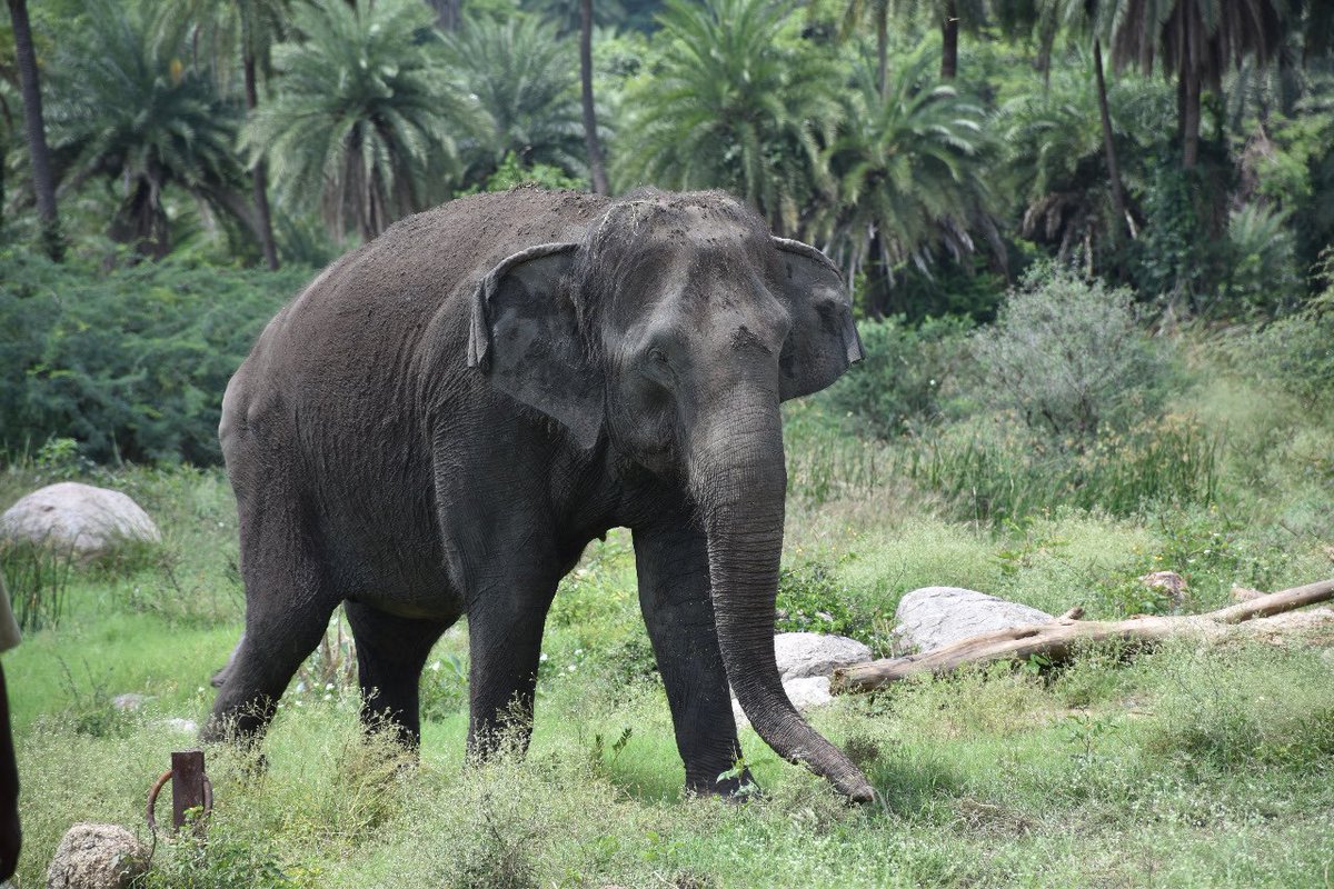 upasanakonidela's tweet photo. with profound grief &amp; immense sorrow, the Nehru Zoological Park announces the passing away of the iconic female Asiatic Elephant; Rani (83 years). I’m humbled to be given the opportunity to play a small role in her life. It was an instant connection to be cherished forever. 🙏 https://t.co/CMSaXS0MXh