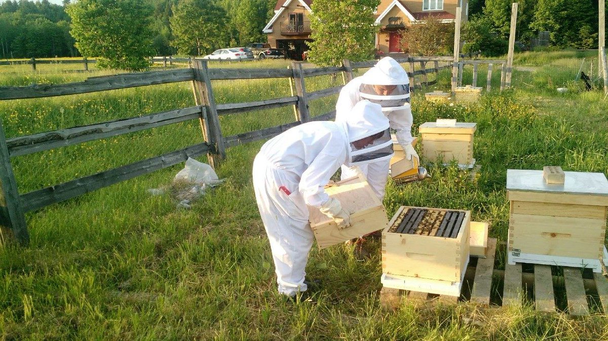 Le Ranch Des Sabots et des ailes se joint à la famille Terroir &amp; Saveurs! 
Ils offrent des miels et de la viande de bœuf de qualité dépourvue d’hormones et d’antibiotiques. Vous aurez la chance de vous initier au monde des abeilles!
Pour plus d’info : buff.ly/3gfIhln