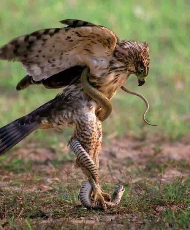 sykesjeff's tweet photo. The battle not my photo but what a shot @Britnatureguide @WildlifeMag @NatureUK #CallofDuty #BBCWildlifePOTD #birdphotography #BirdOfTheYear #NaturalBeauty https://t.co/SJzsFJyaBI