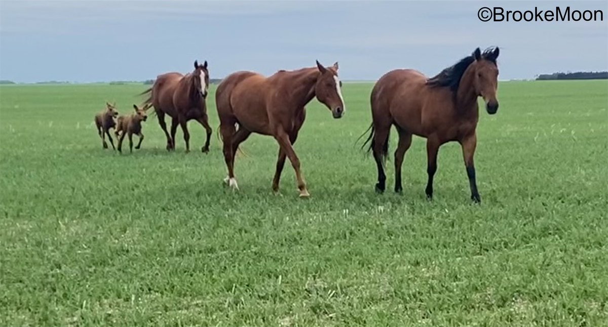 Couple of baby moose trying to have a drink off the wrong milk bar 🇨🇦🍁🇨🇦 #Saskatchewan
