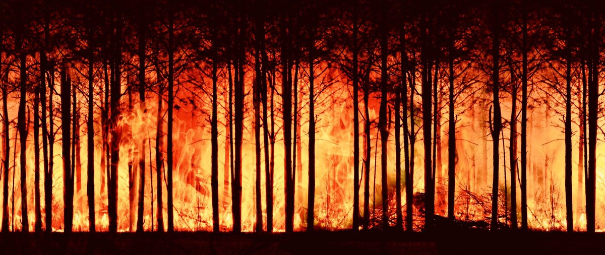 A burning forest. Forest fires are a symptom of the climate emergency which G7 summit leaders must address in Cornwall