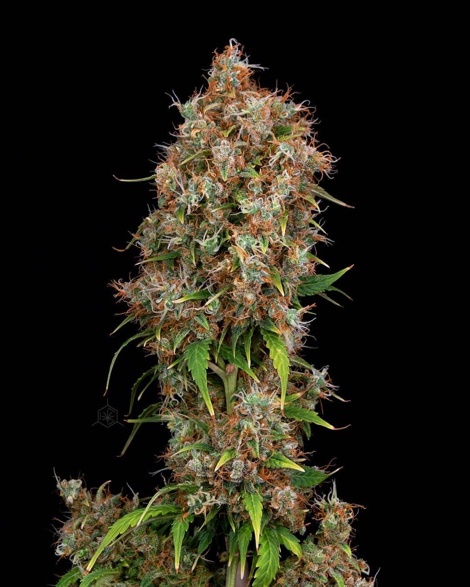 spliffseeds's tweet photo. Dutch Automatic excellent outdoor strain with big yields. From seed-to-harvest in 11-13 weeks. Easy auto-flowering strain.
๐ธ:@wildeweed
๐ท:#dutchautomatic
๐ฉโ๐พ:#spliffseeds
๐:https://t.co/vVlOikdWSa https://t.co/N4hhifJ51u
