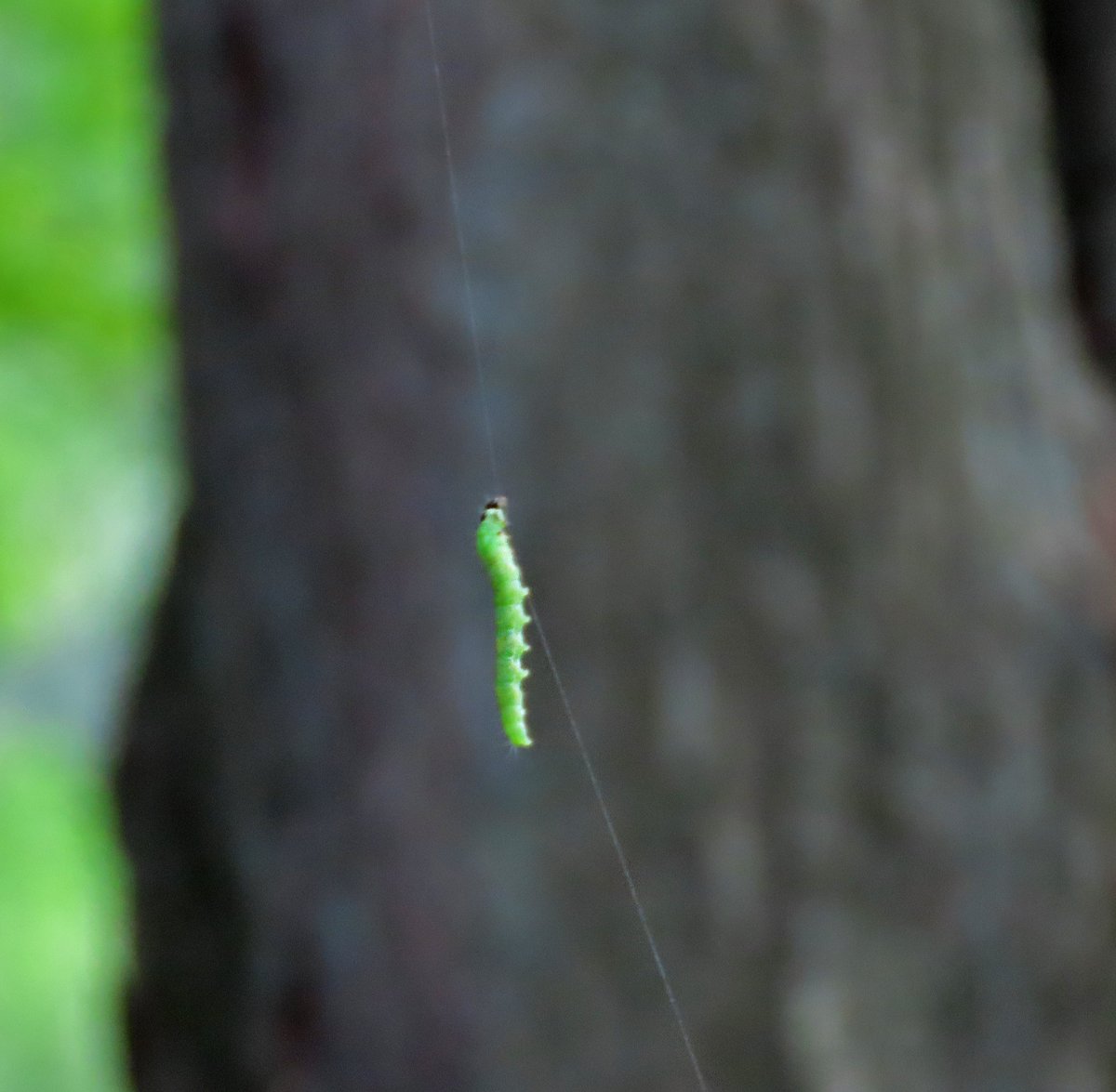 NCamdenWriter's tweet photo. I can relate to this inchworm I photographed. Dangling on a silk thread, 6' from the grass but 20' from a tree branch. It is inching its way up. I'm writing a novel. My chances of having it published are way up there. I continue to inch along the thread that I am creating. https://t.co/wKpZpMJUHt