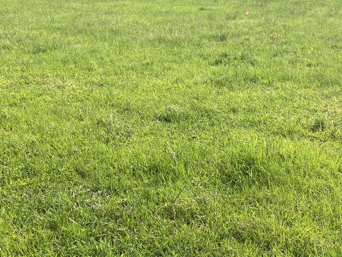 JeffClarkPMDS's tweet photo. Wonderful field day training with @TexasDeptofAg and @HintonRachel64 this morning. DuraCor Herbicide @CortevaPastures broadleaf control and great ranchers! https://t.co/LhZd0hsZP5