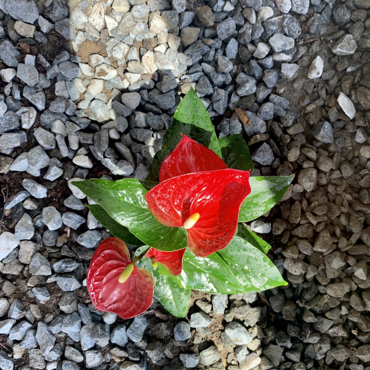 Today was our final day of planting anthurium in the Admissions lobby. Just in time for the <a href="/hampshirecolg/">Hampshire College</a> Admissions crew to move back in and start showing off our lovely campus again! #HampshireCollege #ReturnToWork #Summer2021 #Anthurium #GreywaterSystem #LivingBuilding