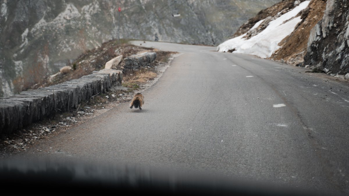 valdisere's tweet photo. 🚧 Le Col de l'Iseran ouvrira ce samedi 12 juin, à 7h ! On a testé pour vous la route : gare aux marmottes 😅 !
#col #valdisere #iseran #alpes #savoie #inforoute https://t.co/meo4oP0CgK