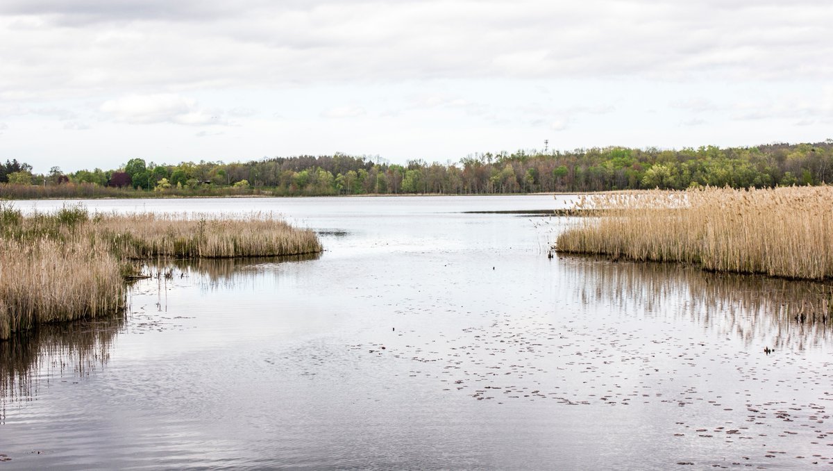 RedRiverBasin's tweet photo. Did you know wetlands are a critical part of the water cycle? They absorb excess water during floods and maintain water flow during periods of drought. Visit https://t.co/Bcv0cKowDJ. for an easy read from Canadian Geographic. #WetlandsWednesday
#savenetleymarsh #restorewetlands https://t.co/tSbVdKlBGq