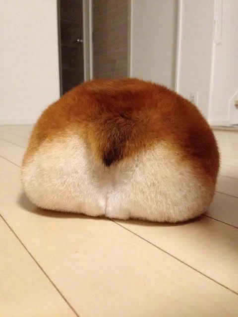 @sweetroad5 コーギーのおしりみたい… 