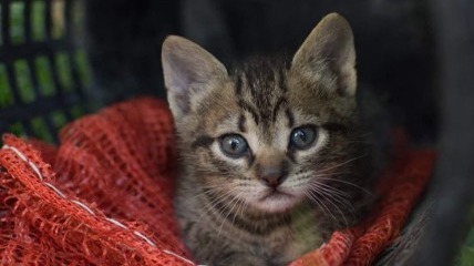 Battersea_'s tweet photo. This morning, delegates at the Battersea Academy #NetworkConference participated in workshops led by experts from @age_uk, @CatsProtection, Zero Stray Pawject and Battersea. Conferences like this help us share knowledge for the good of animals everywhere. 💙 #WednesdayWisdom https://t.co/0lV9JDfOk3
