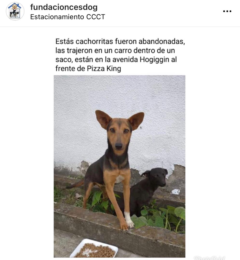yaracalcagno's tweet photo. Ayuda para estas cachorritas. 
Adopta. Salva una vida. Cambia un destino. https://t.co/erurYGofjn